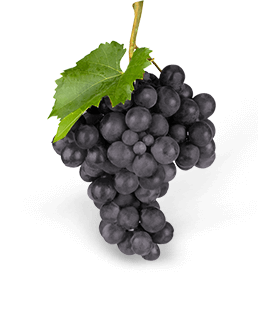 Grapes Juice Grapes Juice
